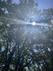 Mehr über den Artikel erfahren Die Ernährung und die psychische Auswirkungen