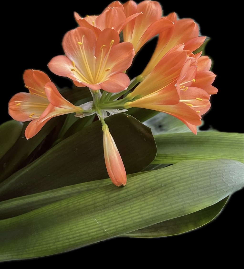 Mehr über den Artikel erfahren Was ist regenerative Stresskompetenz?