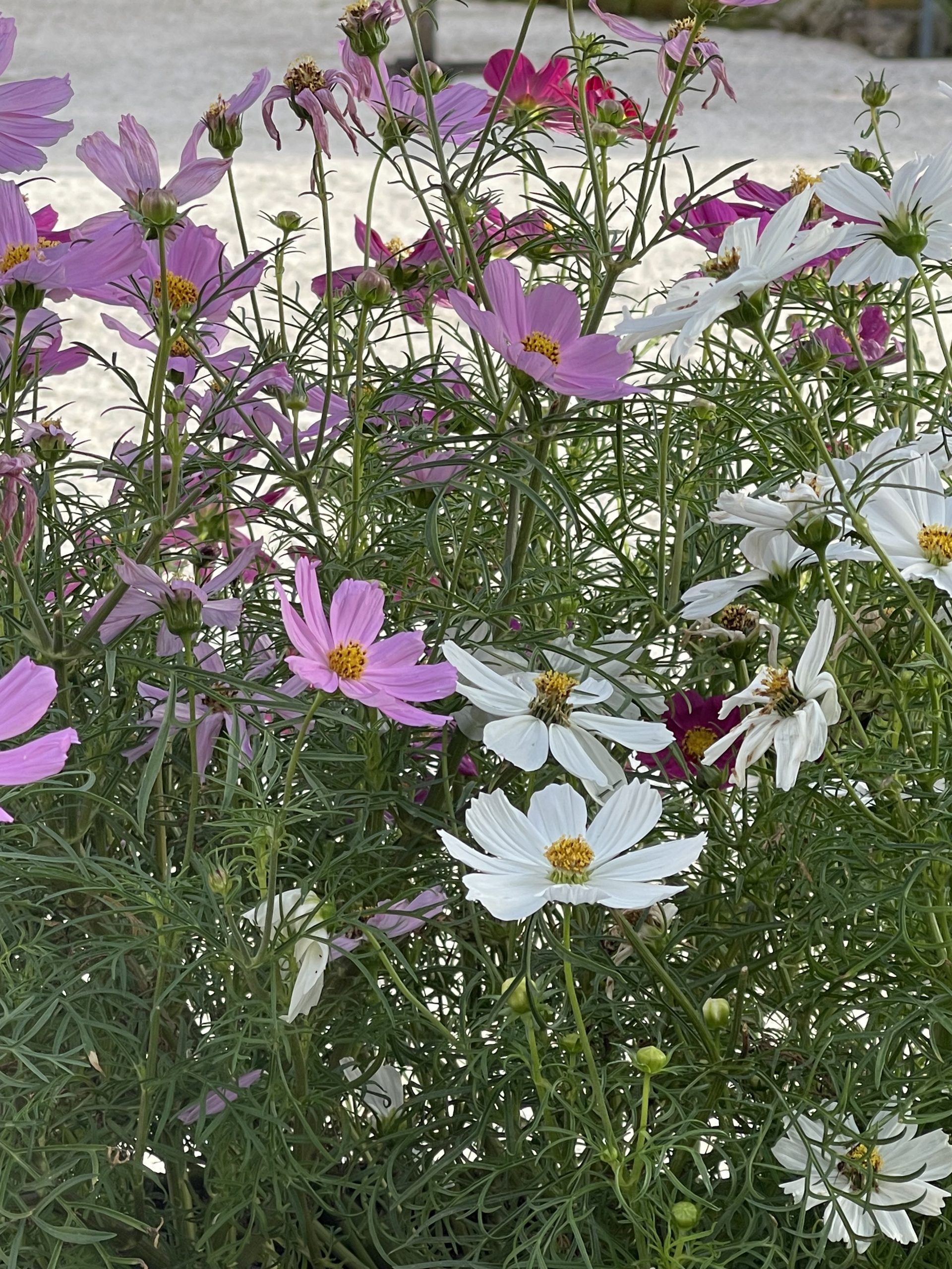 Mehr über den Artikel erfahren Psychopharmaka Ja oder Nein?