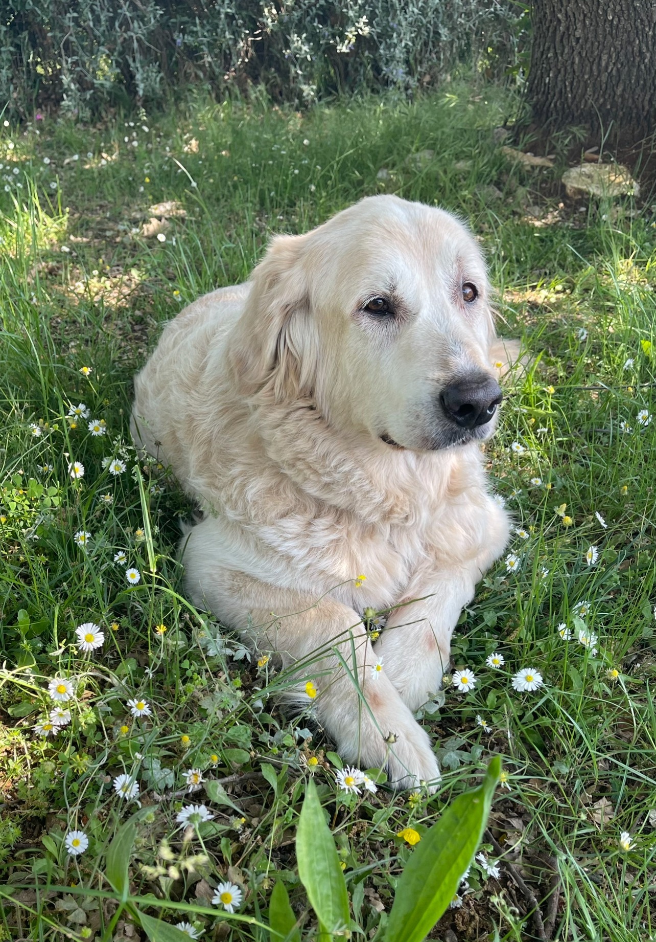 Mehr über den Artikel erfahren Tiere – bedeutende Begleiter