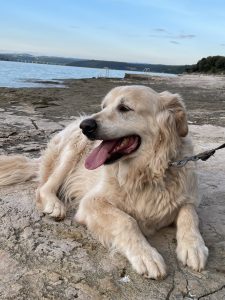 Mehr über den Artikel erfahren Der Verlust eines geliebten Tieres