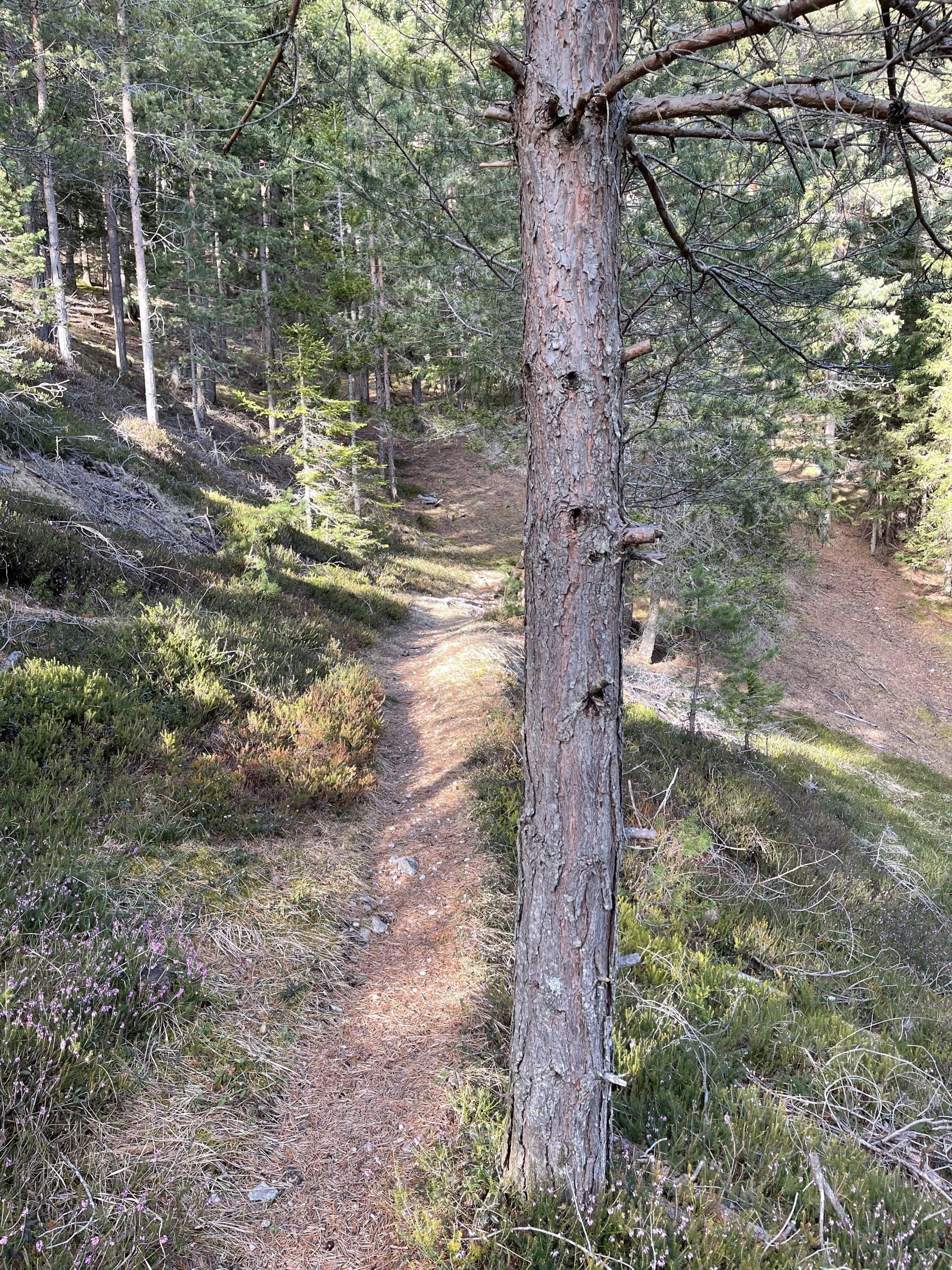 Wenn das Smartphone fehlt – Nomophobie in einer digitalisierten Welt