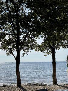 Mehr über den Artikel erfahren Achtsames Essen – Die Rückkehr zur inneren Verbindung