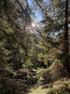 Mehr über den Artikel erfahren Die Psychologie der Liebe: Warum sie uns formt, verletzt und wachsen lässt