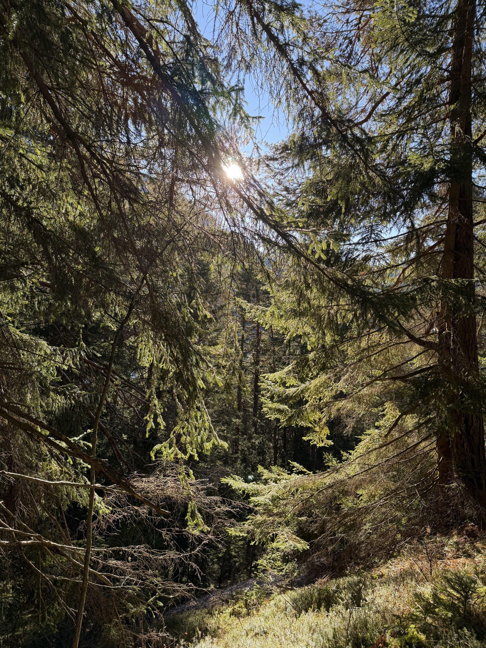 Die Psychologie der Liebe: Warum sie uns formt, verletzt und wachsen lässt