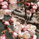 Warum sich im Frühling alles nach Neuanfang anfühlt