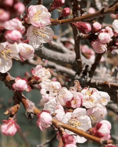 Mehr über den Artikel erfahren Warum sich im Frühling alles nach Neuanfang anfühlt